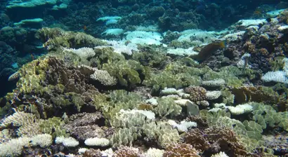 2023 - 2024 مراقبة ابيضاض الشعاب المرجانية